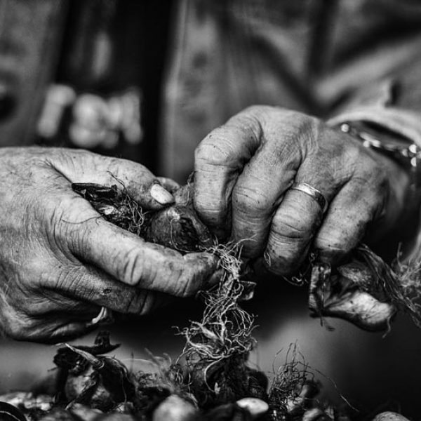 Meinard en zijn bollen Rianne Noordegraaf portret westfries tuinder zwart wit fotografie