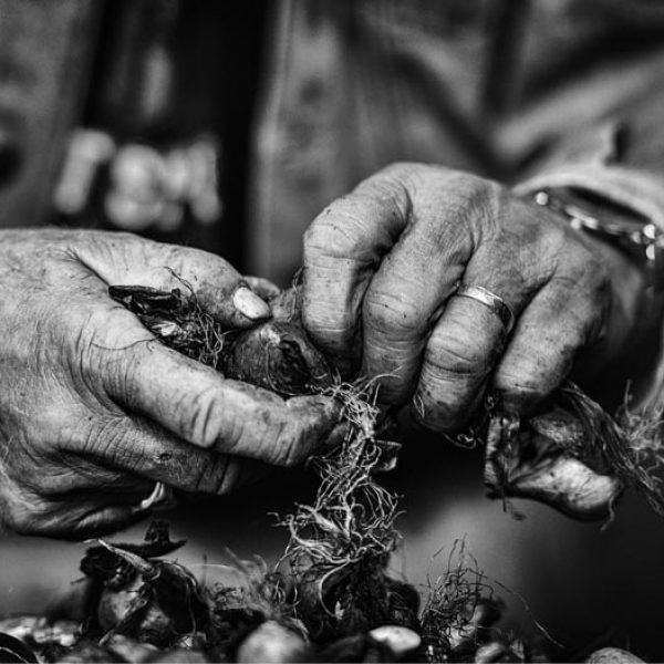 Meinard en zijn bollen Rianne Noordegraaf portret westfries tuinder zwart wit fotografie